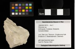 Foto (Objekt + Etiketten) von Pithonoton sp. (NHMW-GEO-1990-0041-0015)